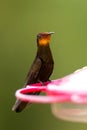 Ruby topaz hummingbird sitting on red feeder, portrait of bird, caribean tropical forest, Trinidad and Tobago, natural habitat Royalty Free Stock Photo