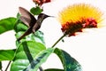 Ruby Topaz hummingbird and tropical Combretum plant and flower isolated on a white background.