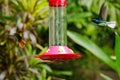 Ruby Topaz and Jacobin hummingbirds, Tobago