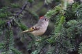 Rubycrowned Kinglet Royalty Free Stock Photo