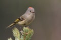 Rubycrowned Kinglet