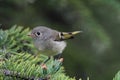 Rubycrowned Kinglet