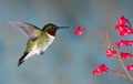 Rubythroated Hummingbird