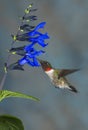 Rubythroated Hummingbird on Blue Salvia Blooms Royalty Free Stock Photo