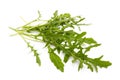 Ruccola Royalty Free Stock Photo