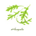 Rucola or arugula herb.