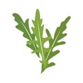 Rucola or arugula icon