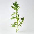 Rucola, arugula, arugula on white background