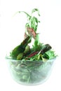 Rucola and Chard salad lightness concept