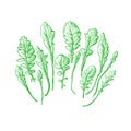 Rucola green set. Vector hand drawn illustration