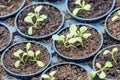 Rucola Hydroponic farm. Young Rucola plants, Young rockets, Rucola sprouts, Spring Seedlings. Healthy Vegetable Royalty Free Stock Photo