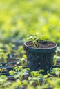 Rucola Hydroponic farm. Young Rucola plants, Young rockets, Rucola sprouts, Spring Seedlings. Healthy Vegetable Royalty Free Stock Photo