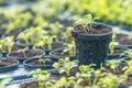 Rucola Hydroponic farm. Young Rucola plants, Young rockets, Rucola sprouts, Spring Seedlings.Healthy Vegetable