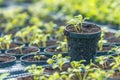 Rucola Hydroponic farm. Young Rucola plants, Young rockets, Rucola sprouts, Spring Seedlings.Healthy Vegetable Royalty Free Stock Photo