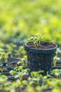 Rucola Hydroponic farm. Young Rucola plants, Young rockets, Rucola sprouts, Spring Seedlings.Healthy Vegetable