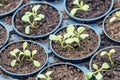 Rucola Hydroponic farm. Young Rucola plants, Young rockets, Rucola sprouts, Spring Seedlings.Healthy Vegetable Royalty Free Stock Photo