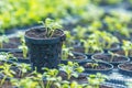 Rucola Hydroponic farm. Young Rucola plants, Young rockets, Rucola sprouts, Spring Seedlings.Healthy Vegetable