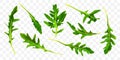 Rucola leaf isolated on transparent background. Green fresh arugula leaves collection