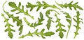 Rucola leaves, falling arugula salad isolated on white background Royalty Free Stock Photo