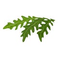 Rucola leavs icon, cartoon style