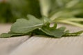 Rucola lettuce Royalty Free Stock Photo