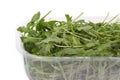 Rucola salad Royalty Free Stock Photo
