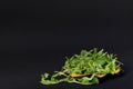 Rucola salad in orange plate