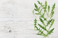 Rucola, salad rocket, rucoli, rugula, colewort, roquette or arugula on wooden rustic table Royalty Free Stock Photo