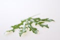 Rucola sallet Royalty Free Stock Photo