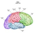 Ructure of Stthe human brain. Side Lateral view. Medical didactic anatomy illustration with the name and description of all par