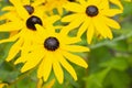 Rudbeckia, or black eye Susan, blooming in the garden