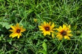 Rudbeckia, Black-eyed Susan flower plants bring a coarse texture to the garden Royalty Free Stock Photo