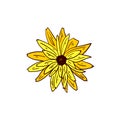 Rudbeckia or Black-Eyed Susan plant yellow flower on white background, vector illustration