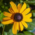 Rudbeckia