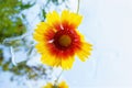 Rudbeckia flower in garden