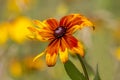 Rudbeckia flower