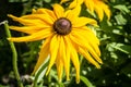 Rudbeckia Flower