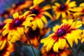 Rudbeckia flower Royalty Free Stock Photo