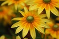 Rudbeckia flowers Royalty Free Stock Photo