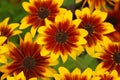 Rudbeckia flowers Royalty Free Stock Photo