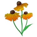 Rudbeckia flowers are garden plants. Linear drawing. Design for wrapping paper, wallpaper, fabrics and fashionable clothes. Vector