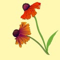 Rudbeckia flowers are garden plants. Linear drawing. Design for wrapping paper, wallpaper, fabrics and fashionable clothes. Vector