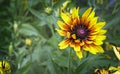 Rudbeckia flowers among the green leaves. Royalty Free Stock Photo