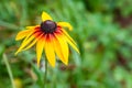 Rudbeckia flowers. One wet large beautiful Rudbeckia flower in a flowerbed after rain. Black-eyed Susan in the garden. Garden Royalty Free Stock Photo