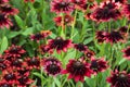 Rudbeckia flowers (Rudbeckia hirta) Royalty Free Stock Photo