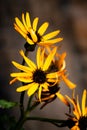 Rudbeckia fulgida, autumn flowers