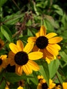 Rudbeckia fulgida Royalty Free Stock Photo