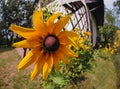 Orange coneflower in garden