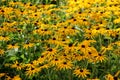 Rudbeckia fulgida flowers Royalty Free Stock Photo