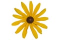 Rudbeckia fulgida Goldsturm golden-orange flower isolated on white